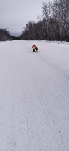 Red Fox