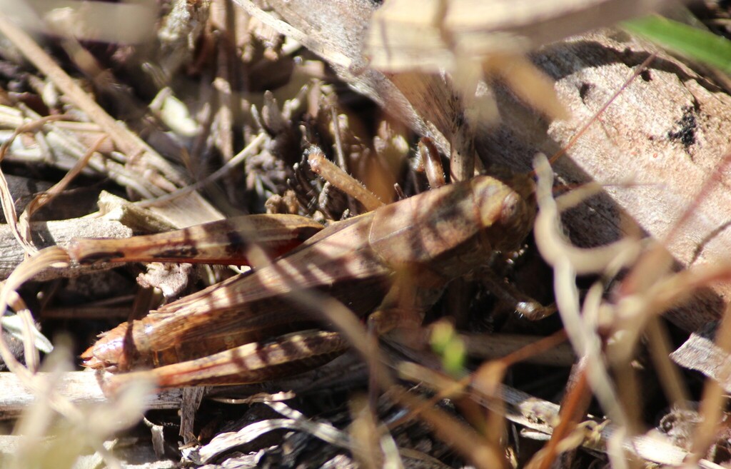 Fork-tailed Locust