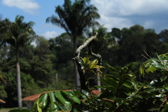 Catopsis sessiliflora