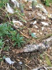 Campanula cespitosa