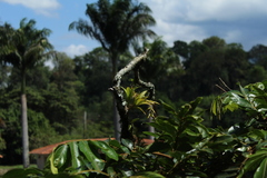 Catopsis sessiliflora