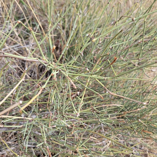 California Jointfir (Ephedra californica)