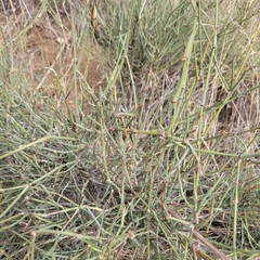 author not stated, no rights reserved Ephedra californica, photograph author not stated, no rights reserved