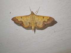 Meroctena