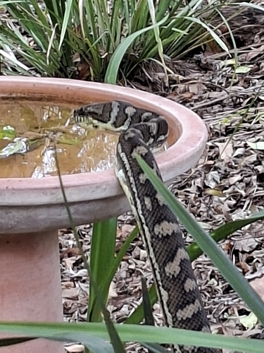 Coastal Carpet Python sighting