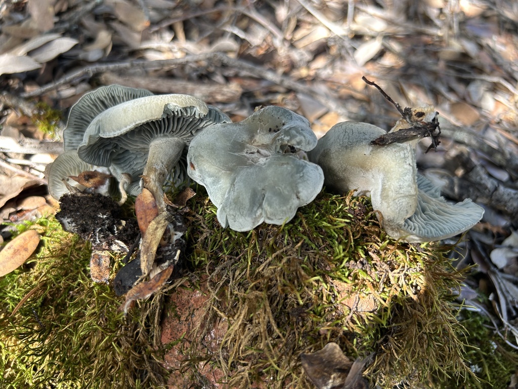 Clitocybe odora pacifica