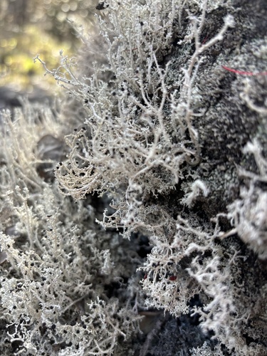 Stereocaulon observed 2025-11-11