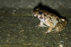 Finch's Wart Frog photo 4