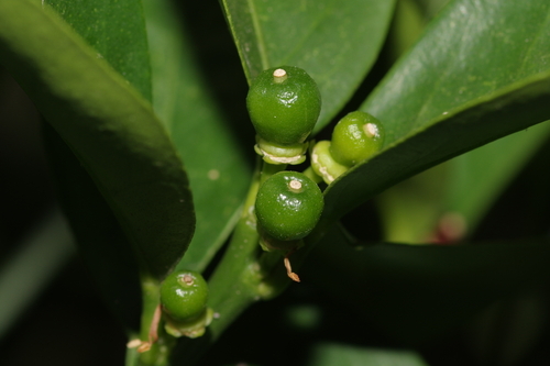 Citrus reticulata