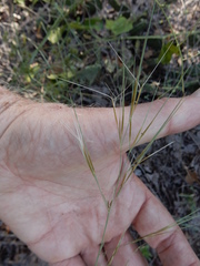 Aristida desmantha