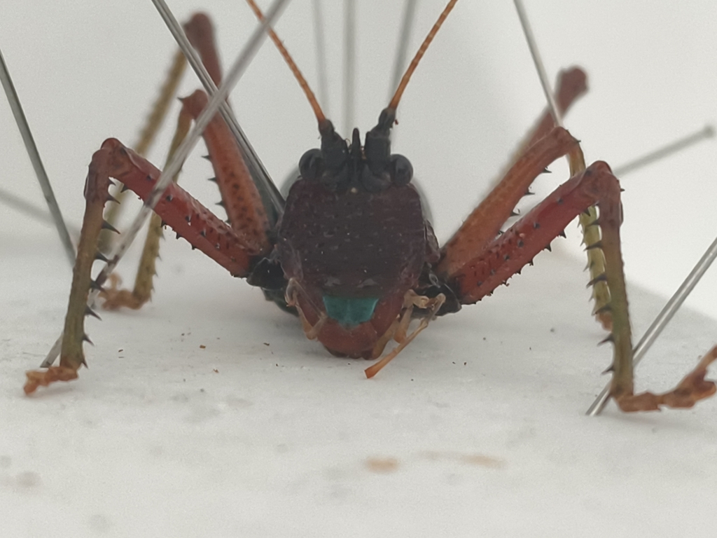 Rhytidaspis camela
