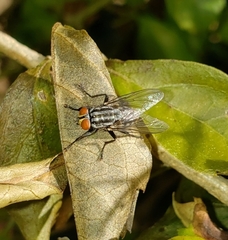 Oxysarcodexia