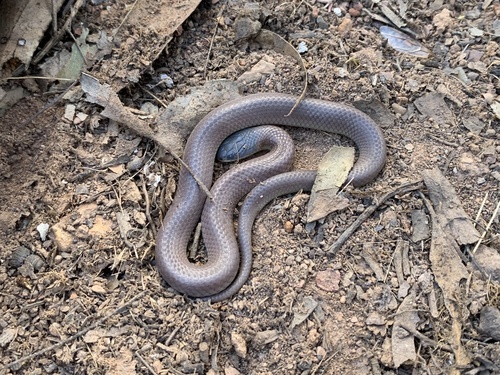 Black-naped Hooded Snake sighting
