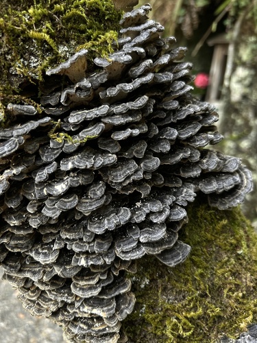 Trametes versicolor