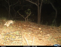 Sylvilagus cunicularius