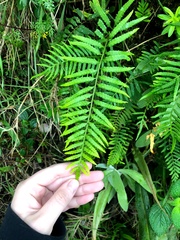 Pleopeltis segregata