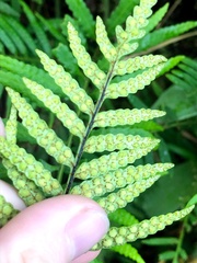 Pleopeltis segregata