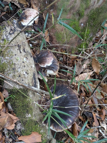 Omphalotus japonicus