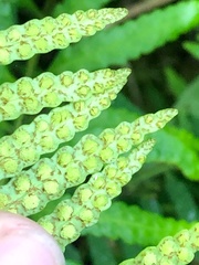 Pleopeltis segregata