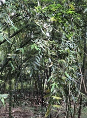 Bambuseae
