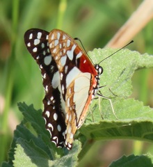 Graphium angolanus
