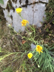 Hieracium porrifolium