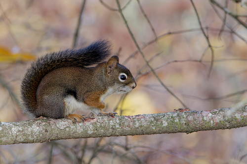 American Red Squirrel photographed in Idaho