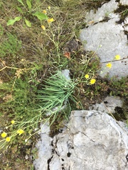 Hieracium porrifolium