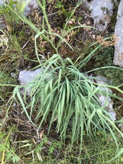 Hieracium porrifolium