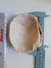 Periglypta multicostata