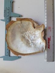 Pinctada mazatlanica