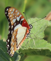Graphium angolanus