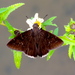 Jalapus Cloudywing - Photo (c) Francisco Farriols Sarabia, some rights reserved (CC BY), uploaded by Francisco Farriols Sarabia