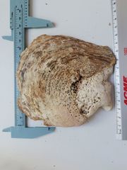 Pinctada mazatlanica