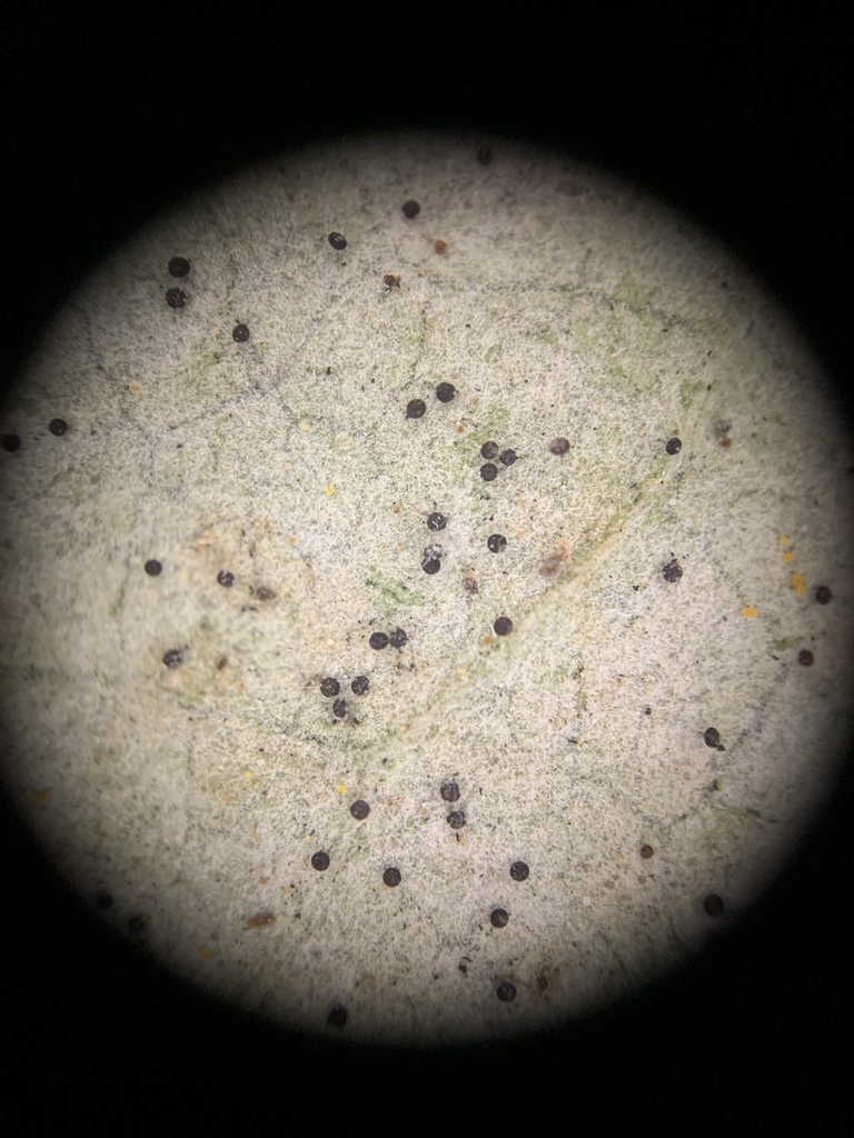 Phyllactinia syringae