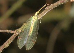 Norfolius howensis