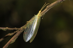 Norfolius howensis