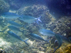 Caranx caballus