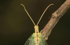 Norfolius howensis