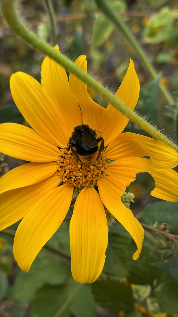 Bombus diligens