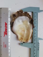 Pinctada mazatlanica