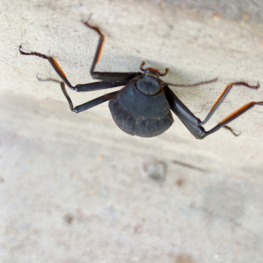 Eupezus appositus