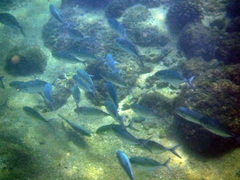 Caranx caballus