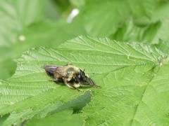 Laphria sacrator