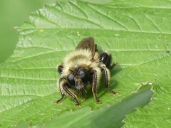 Laphria sacrator