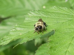 Laphria sacrator