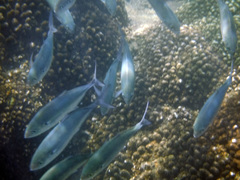 Caranx caballus