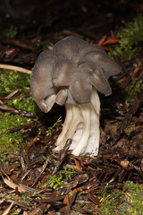 Helvella vespertina