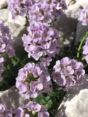 Noccaea rotundifolia