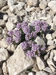 Noccaea rotundifolia